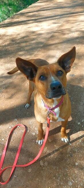Do adopcji, rodezjan mix, Tytus, 4letni, 22kg, za darmo