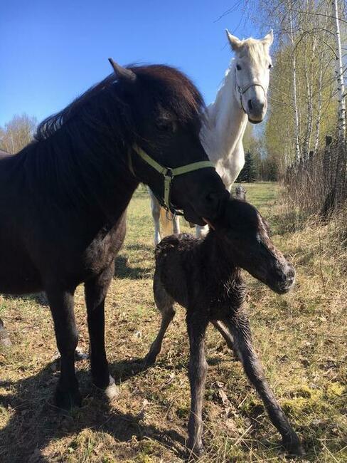 Stajnia wolnowybiegowa dla koni emerytów 55 km od wawy