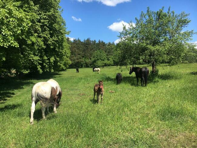 Stajnia wolnowybiegowa dla koni emerytów 55 km od wawy