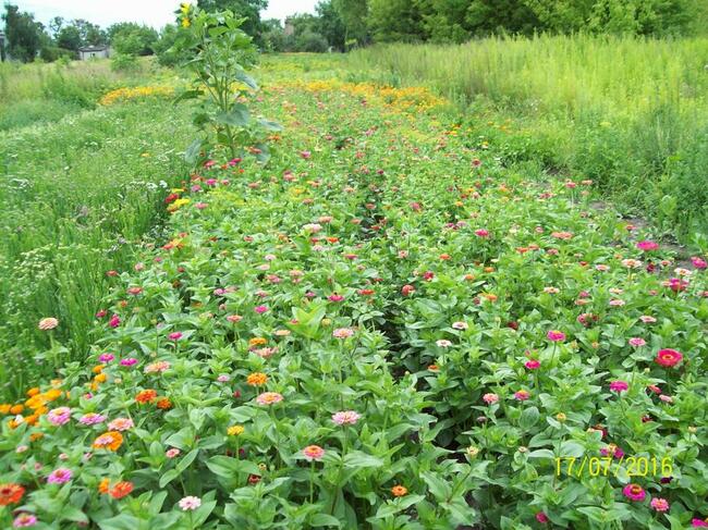 sprzedam pod inwestycje Blizne Jasińskiego działka 1083 m2