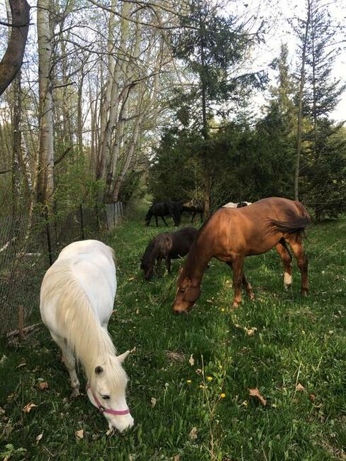 Stajnia wolnowybiegowa dla koni emerytów 55 km od wawy