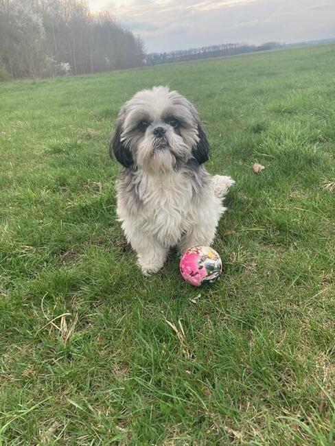 reproduktor shih tzu