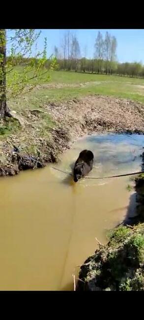 Stajnia wolnowybiegowa dla koni emerytów 55 km od wawy