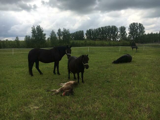 Stajnia wolnowybiegowa dla koni emerytów 55 km od wawy