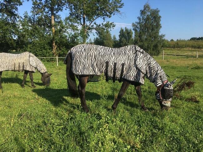 Stajnia wolnowybiegowa dla koni emerytów 55 km od wawy