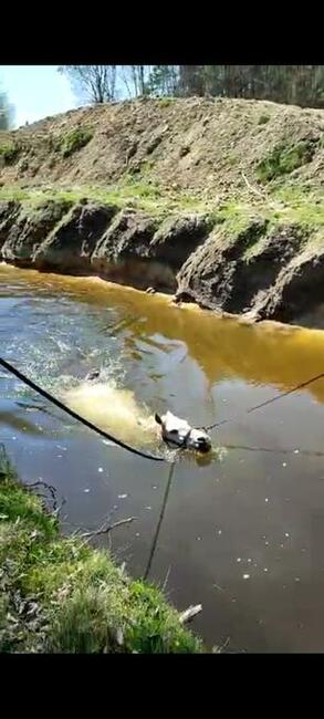 Stajnia wolnowybiegowa dla koni emerytów 55 km od wawy
