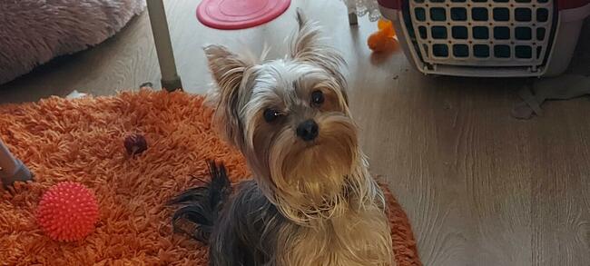 mini yorki, yorkshire-reproduktor