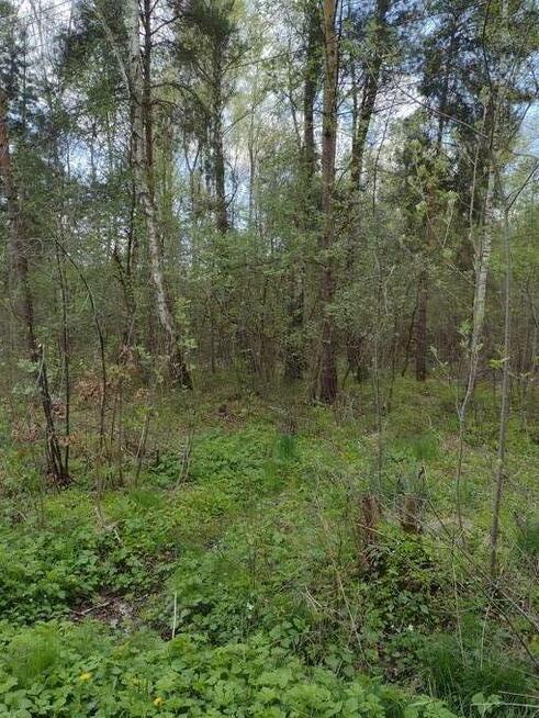 Działka leśna budowlana promocja do 21 maja br.