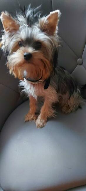 mini yorki, yorkshire-reproduktor