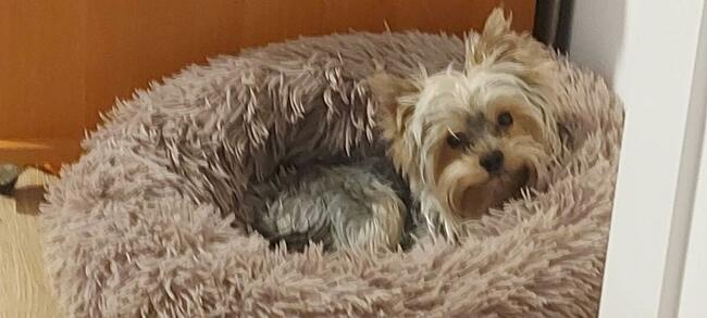 mini yorki, yorkshire-reproduktor