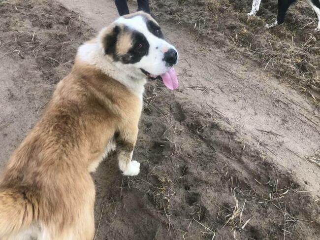Mural piękny dostojny psiak w typ.owczarka Joanna Rom.