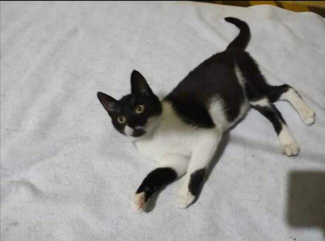 Lucia 5/6 mczna uratowana kitunia blaga o dom Justyna Kli