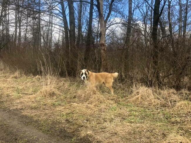 Mural piękny dostojny psiak w typ.owczarka Joanna Rom.