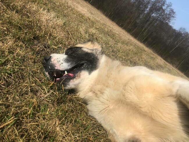 Mural piękny dostojny psiak w typ.owczarka Joanna Rom.