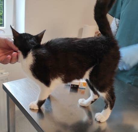 Lucia 5/6 mczna uratowana kitunia blaga o dom Justyna Kli