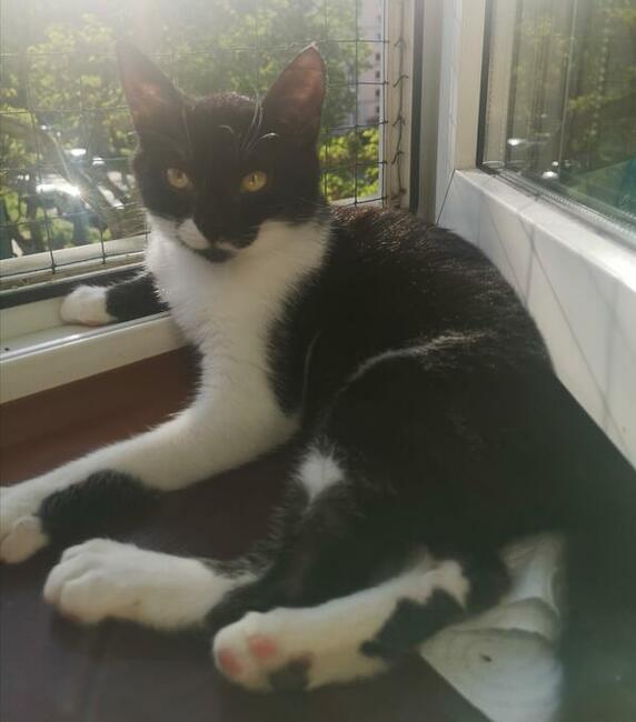 Lucia 5/6 mczna uratowana kitunia blaga o dom Justyna Kli