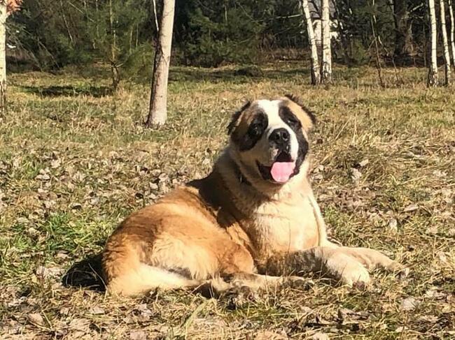 Mural piękny dostojny psiak w typ.owczarka Joanna Rom.