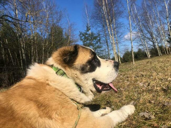 Mural piękny dostojny psiak w typ.owczarka Joanna Rom.