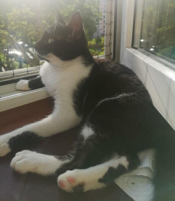 Lucia 5/6 mczna uratowana kitunia blaga o dom Justyna Kli