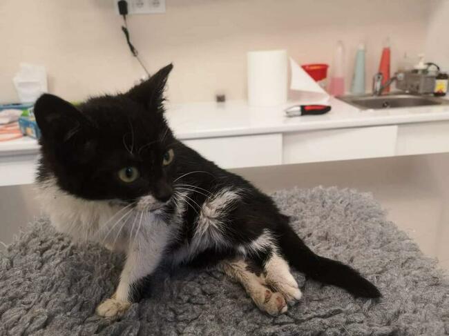 Lucia 5/6 mczna uratowana kitunia blaga o dom Justyna Kli