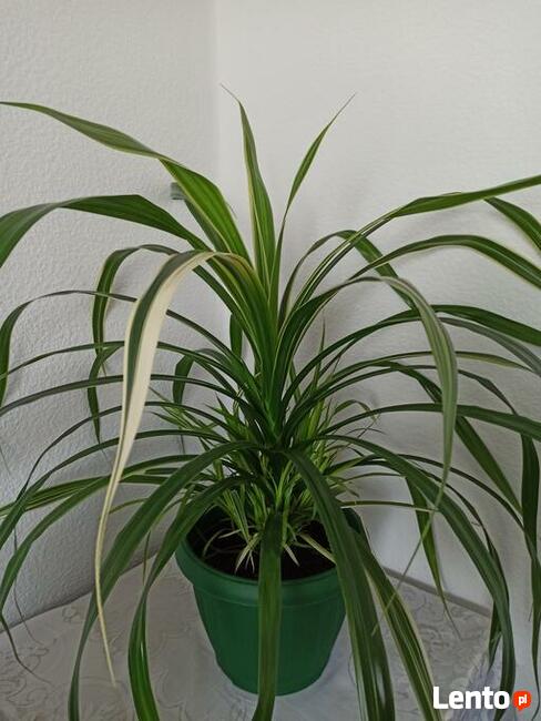 Sprzedam piękny kwiat doniczkowy PANDAN