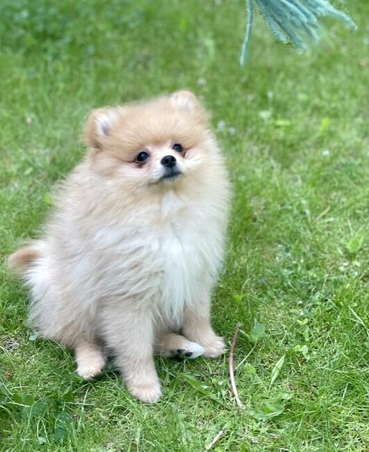 Szpic miniaturowy Pomeranian Boo
