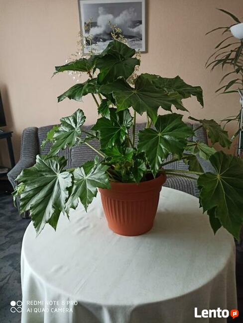 Sprzedam kwiat doniczkowy pokojowy -