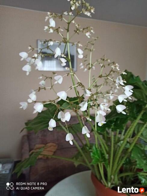 Sprzedam kwiat doniczkowy pokojowy -