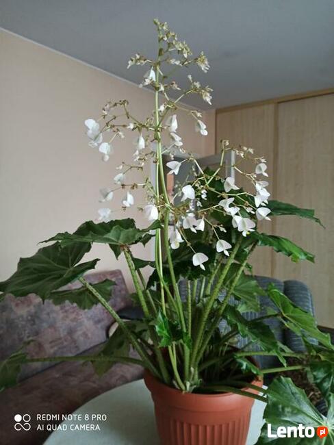 Sprzedam kwiat doniczkowy pokojowy -