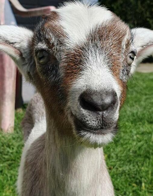 koziołek anglonubijski 50 % saaneńskiej 50 %