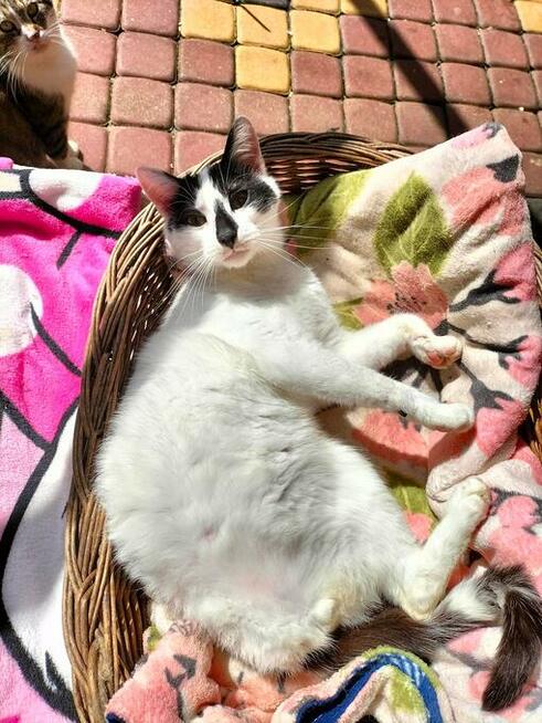 Łapek - koci towarzysz, wesoły i przyjazny!