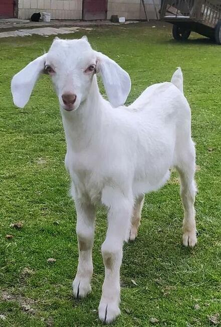 koziołek anglonubijski 50 % saaneńskiej 50 %