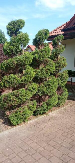 Wycinka drzew i prace ogrodowe- Zgierz i okolice. BanGarden