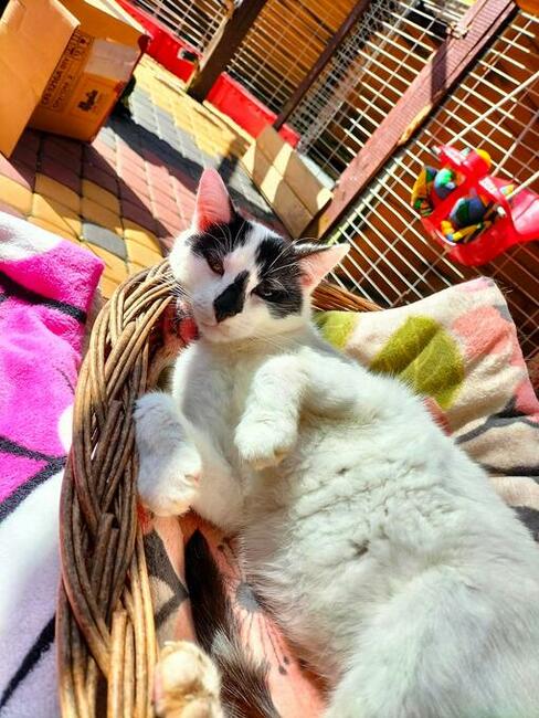 Łapek - koci towarzysz, wesoły i przyjazny!