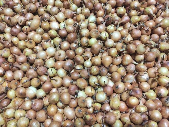 Żółta i czerwona dymka