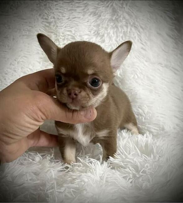 Szczenięta Chihuahua
