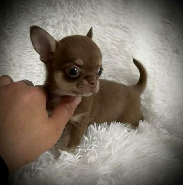 Szczenięta Chihuahua