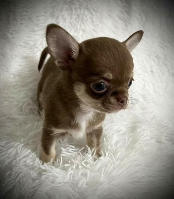 Szczenięta Chihuahua