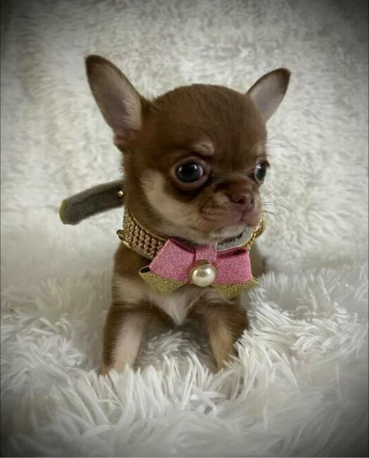 Szczenięta Chihuahua