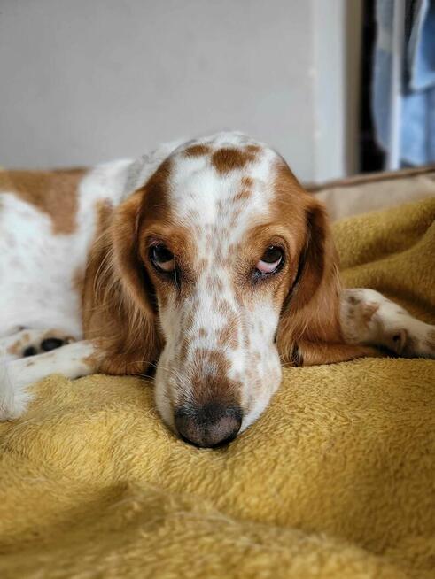 Megi, w typie spaniela szuka domu