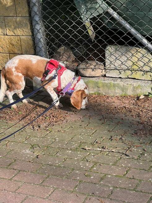 Megi, w typie spaniela szuka domu