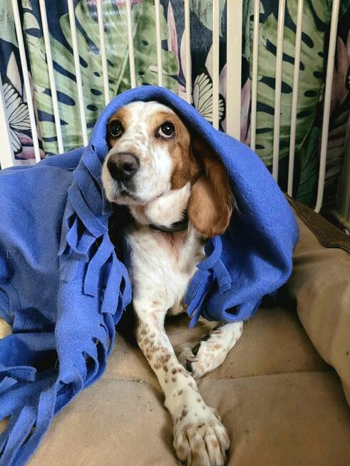 Megi, w typie spaniela szuka domu