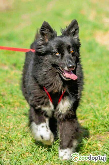 NAVI - piękny psiak w typie border collie szuka domu