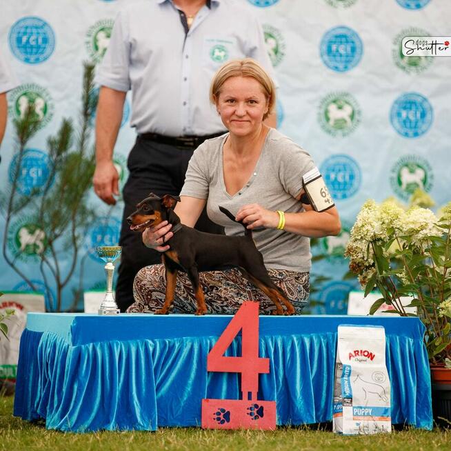 Pinczer Miniaturowy DOROSŁA suczka Ch.PL, Mł.Ch.PL, W-wa