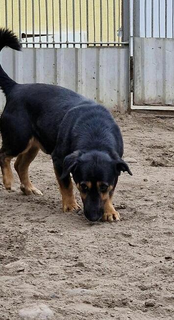 PILNE, Fajter szuka domu, pies