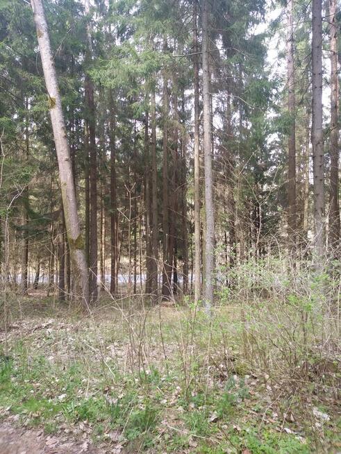 Sprzedam działkę leśną
