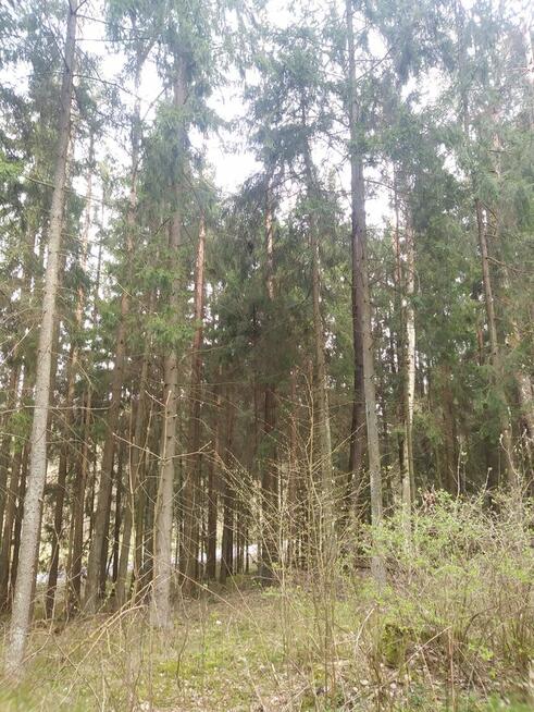 Sprzedam działkę leśną