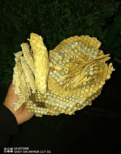 Usuwanie gniazd owadów