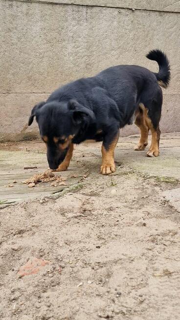 PILNE, Fajter szuka domu, pies