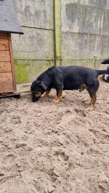 PILNE, Fajter szuka domu, pies